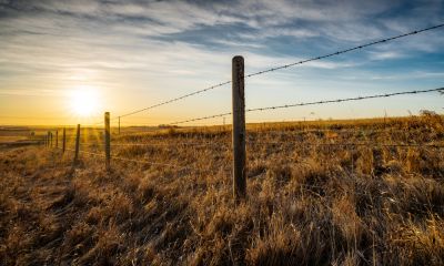 Cost Effective Fencing