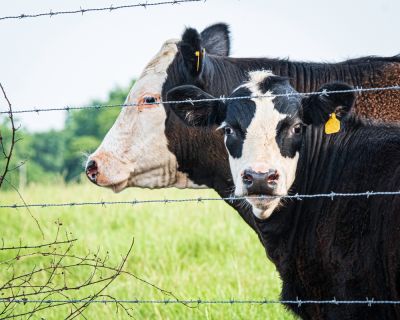 Keeps Livestock Inside